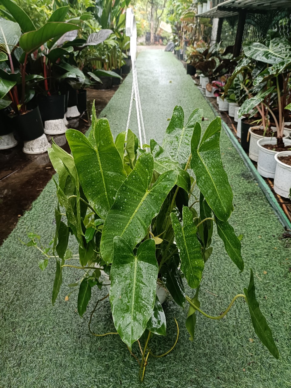 cây trầu bà tỷ phú xanh mướt