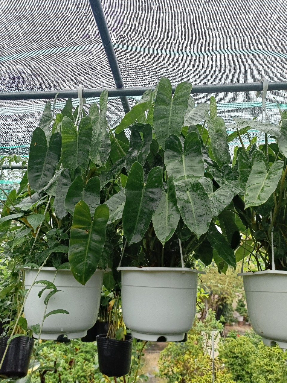 cây trầu bà tỷ phú nhiều thân sum xuê tại vườn gò vấp