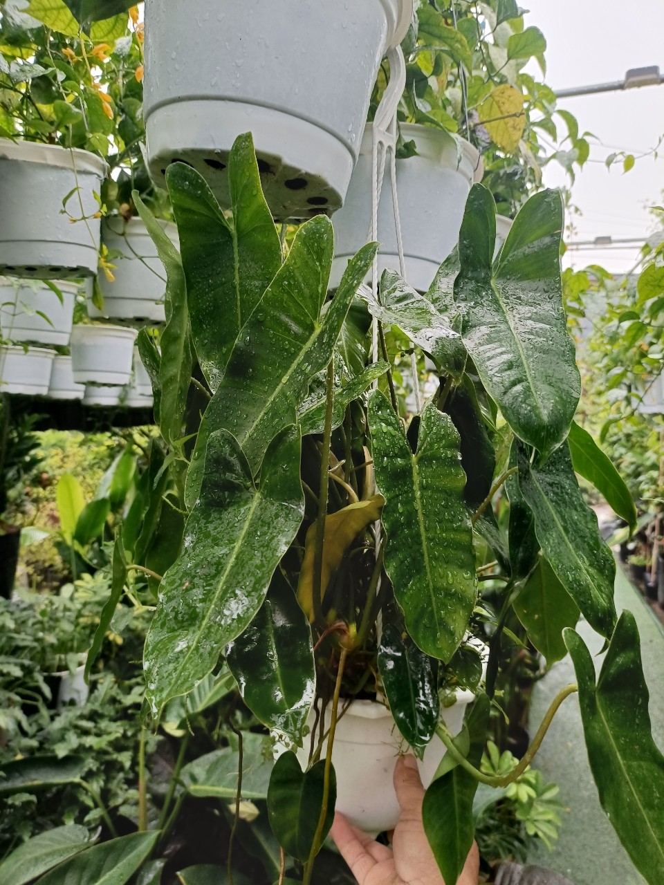 cây trầu bà tỷ phú sum xuê nhiều nhánh