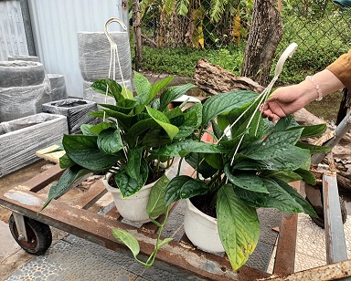 cây trầu bà hạnh phúc chậu treo