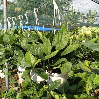 cây trầu bà hạnh phúc tại vườn tphcm