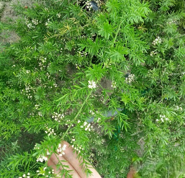 cây thiên môn đông ra hoa