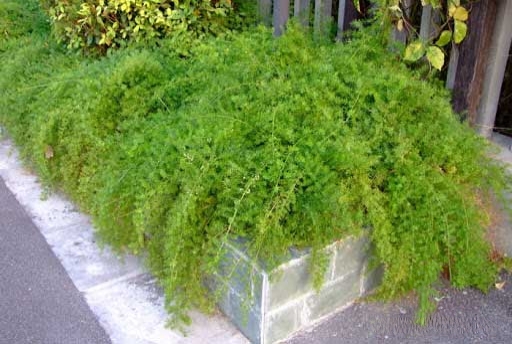 cây thiên môn đông trồng bồn dài