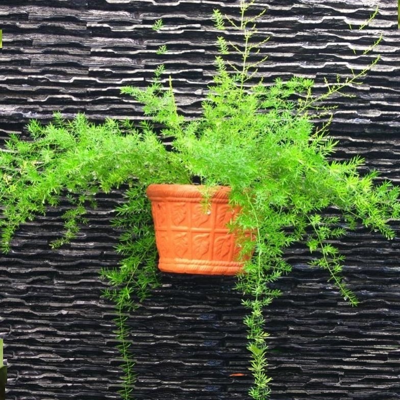 cây thiên môn đông trồng chậu treo tường