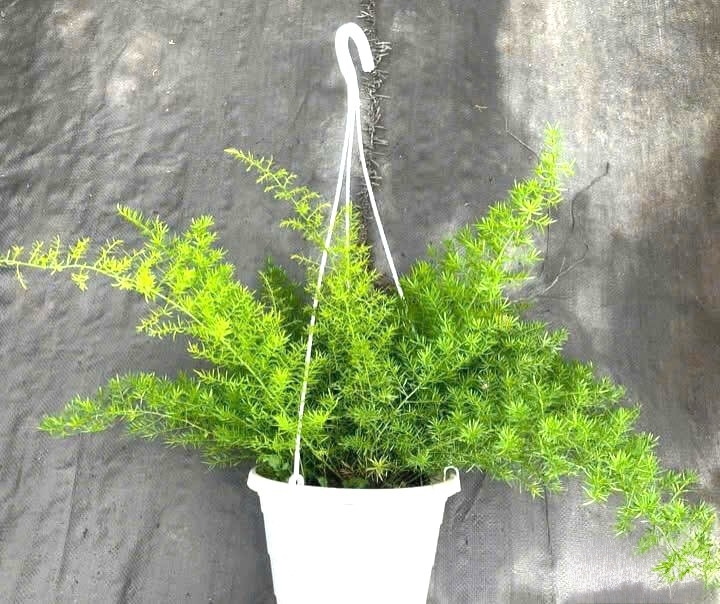 cây thiên môn đông treo thực tế tại vườn gò vấp