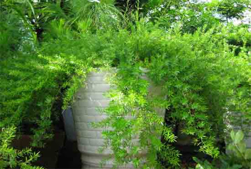 cây thiên môn đông trồng chậu sứ trắng