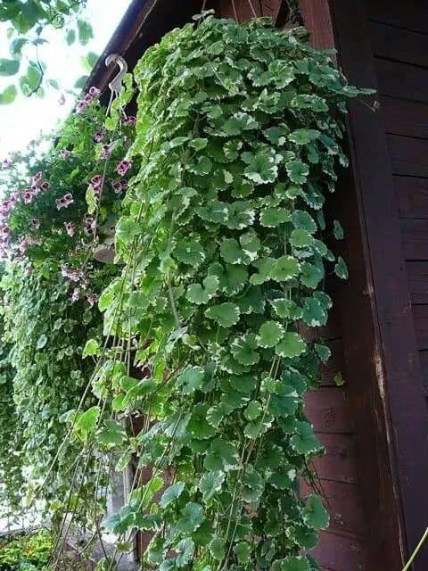 cây rau má cẩm thạch giao khách tphcm