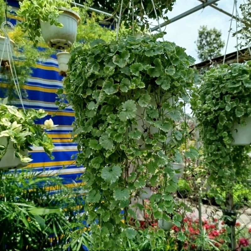 cây rau má cẩm thạch siêu dài