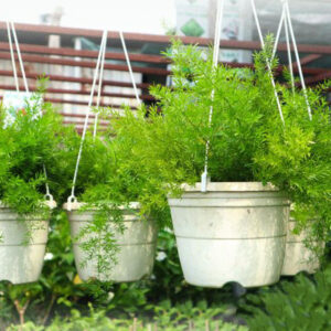 Cây thiên môn đông treo tại vườn tphcm