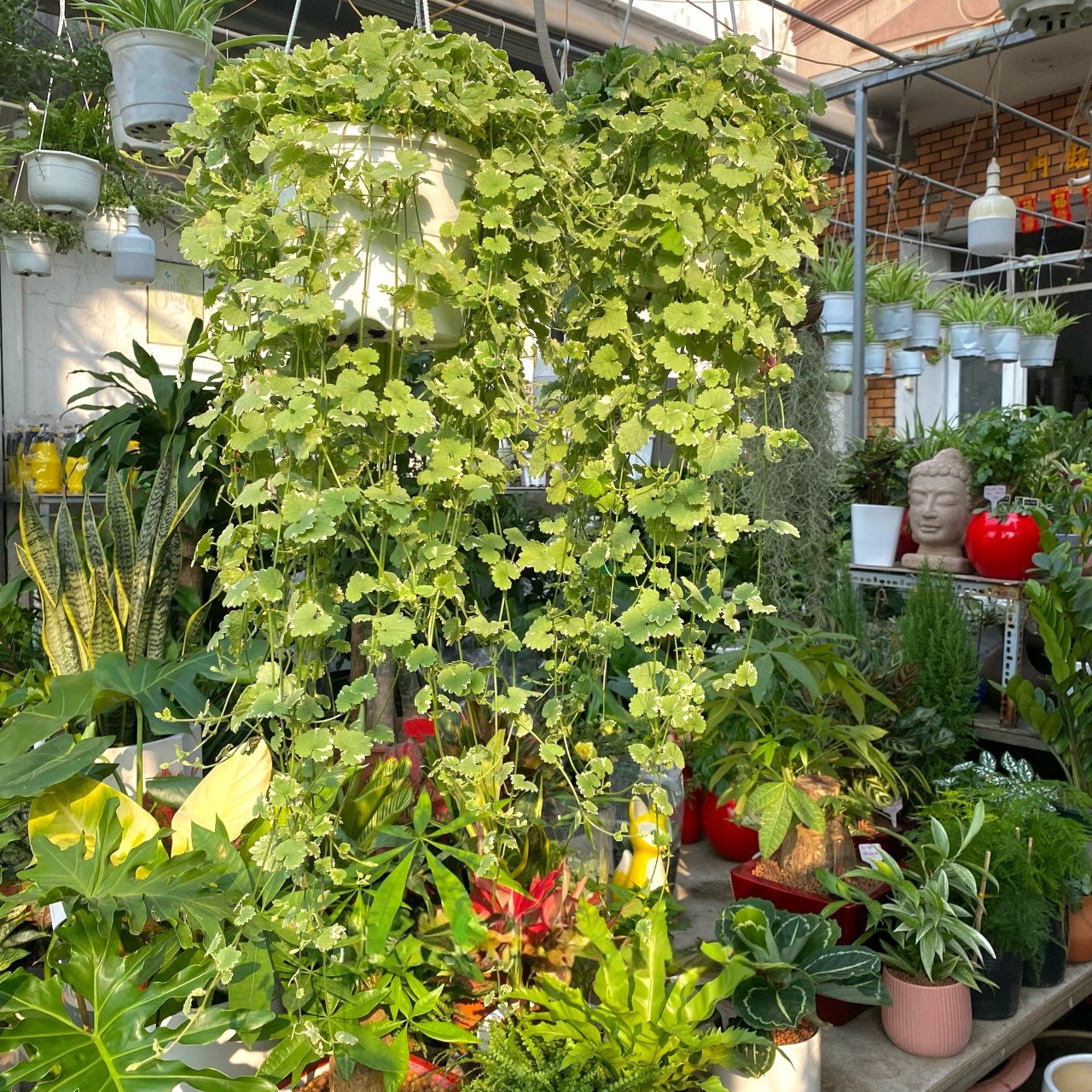 cây rau má cẩm thạch tại vườn dưỡng gò vấp