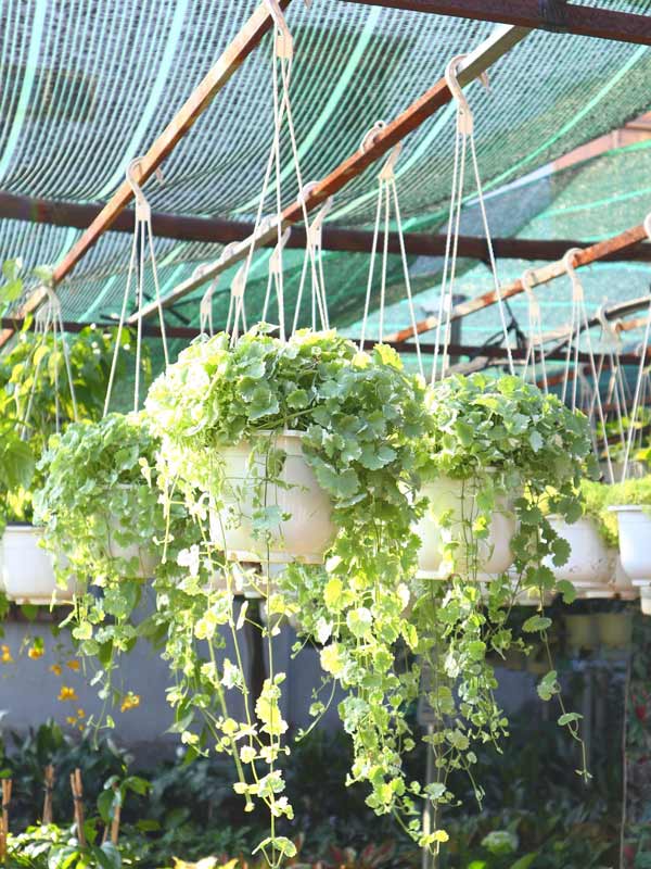 cây rau má cẩm thạch treo thực tế tại vườn