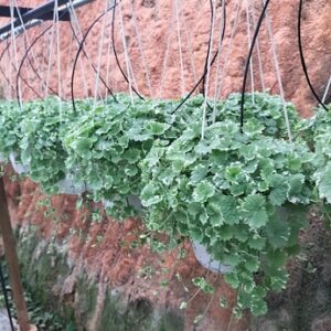 cây rau má cẩm thạch treo tại vườn khỏe đẹp