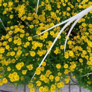 Cây cúc sao băng tại vườn tphcm