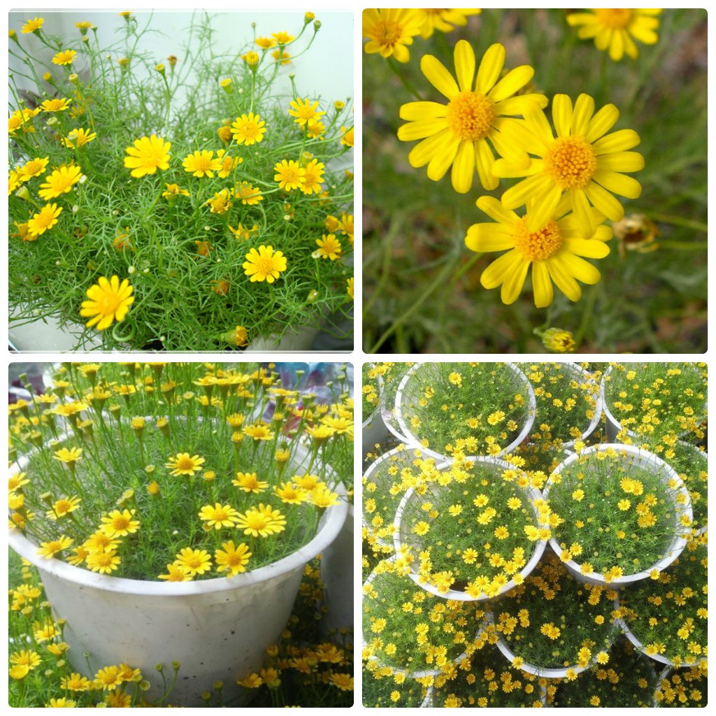 cây cúc sao băng đang hoa nhiều