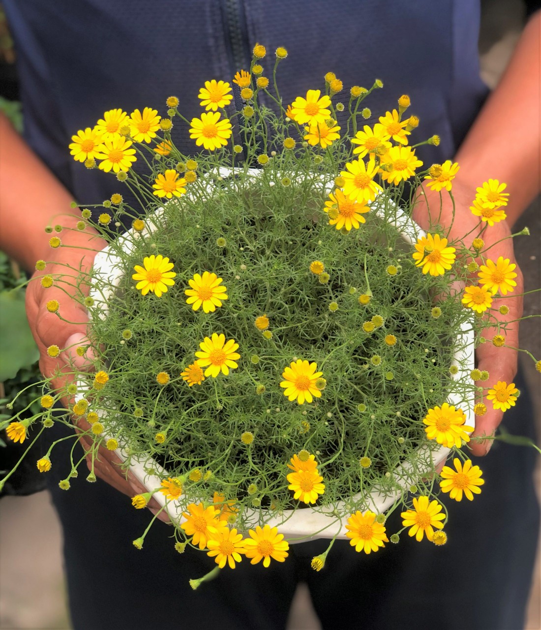 cây cúc sao băng tại vườn gò vấp