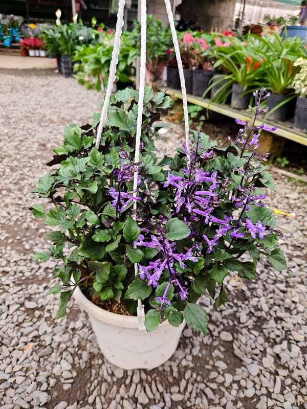 cây mona lavender đang nhiều nụ hoa