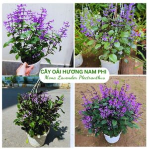 cây mona laverder chậu treo