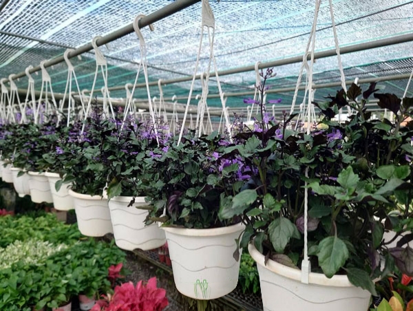 cây mona lavender chậu treo thực tế tại vườn tphcm