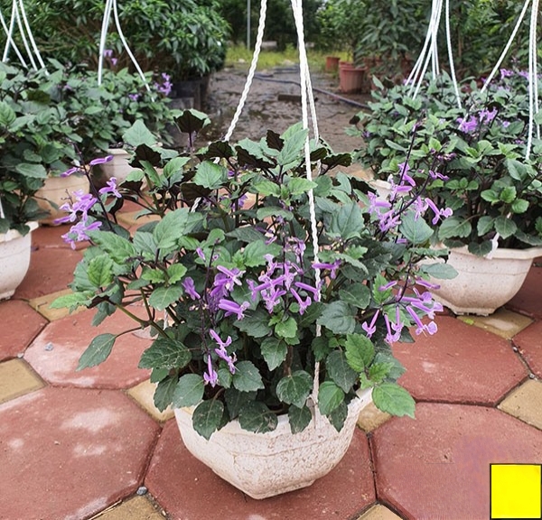 cây mona lavender tại gò vấp tphcm