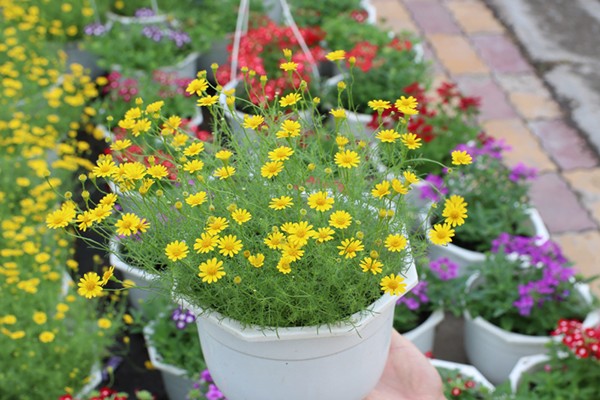 cây cúc sao băng hoa vàng