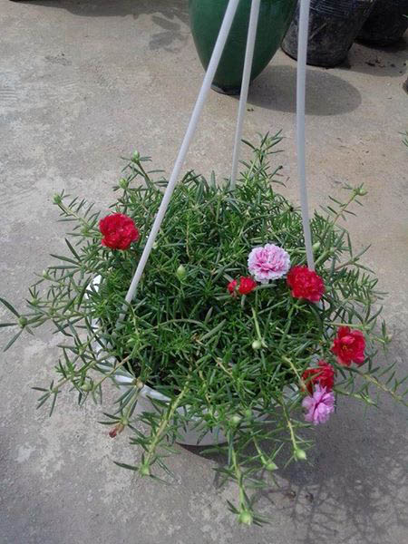 Cây mười giờ thái treo chậu nhưa trắng