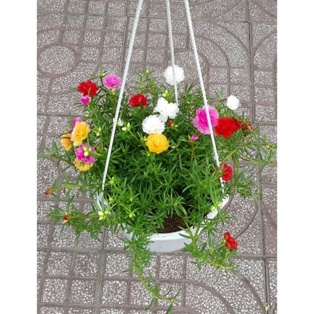 cây mười giờ thái treo cánh kép