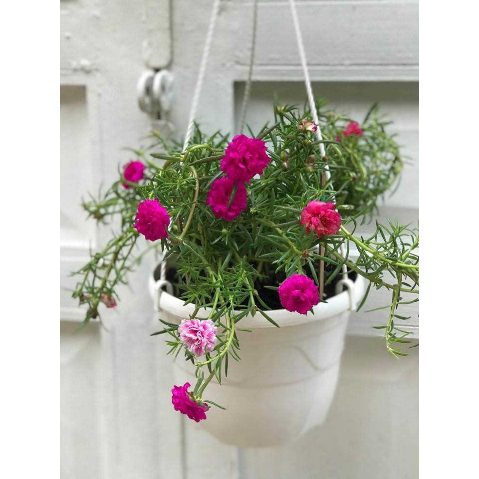 cây mười giờ thái chậu treo