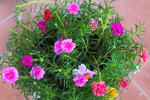 vây mười giờ thái treo nhiều màu