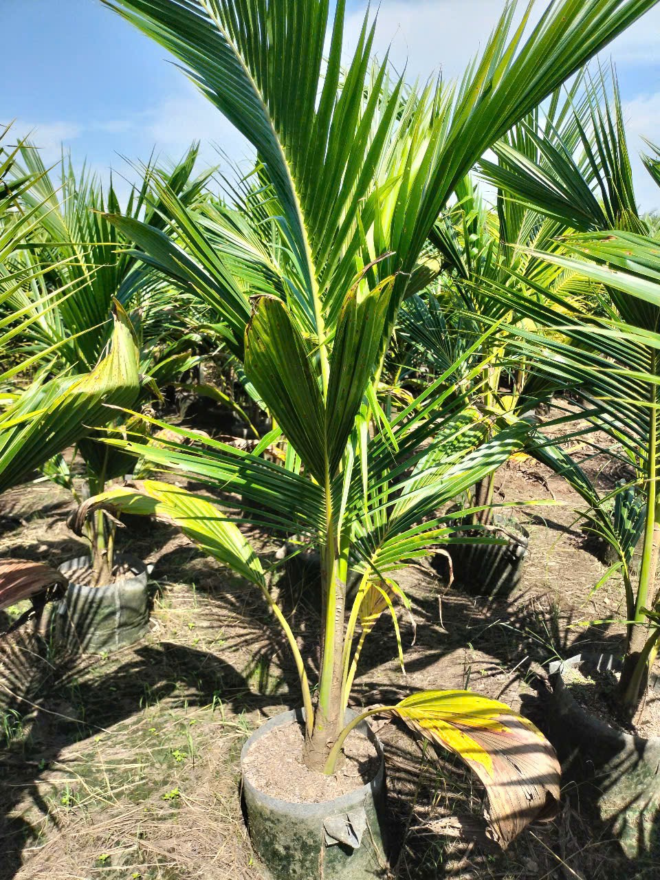 cây dừa xiêm lùn cao 1m7 tại vườn tphcm