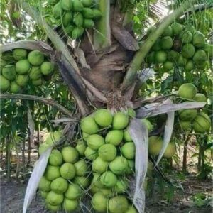 Bán cây Dừa xiêm lùn tại tphcm