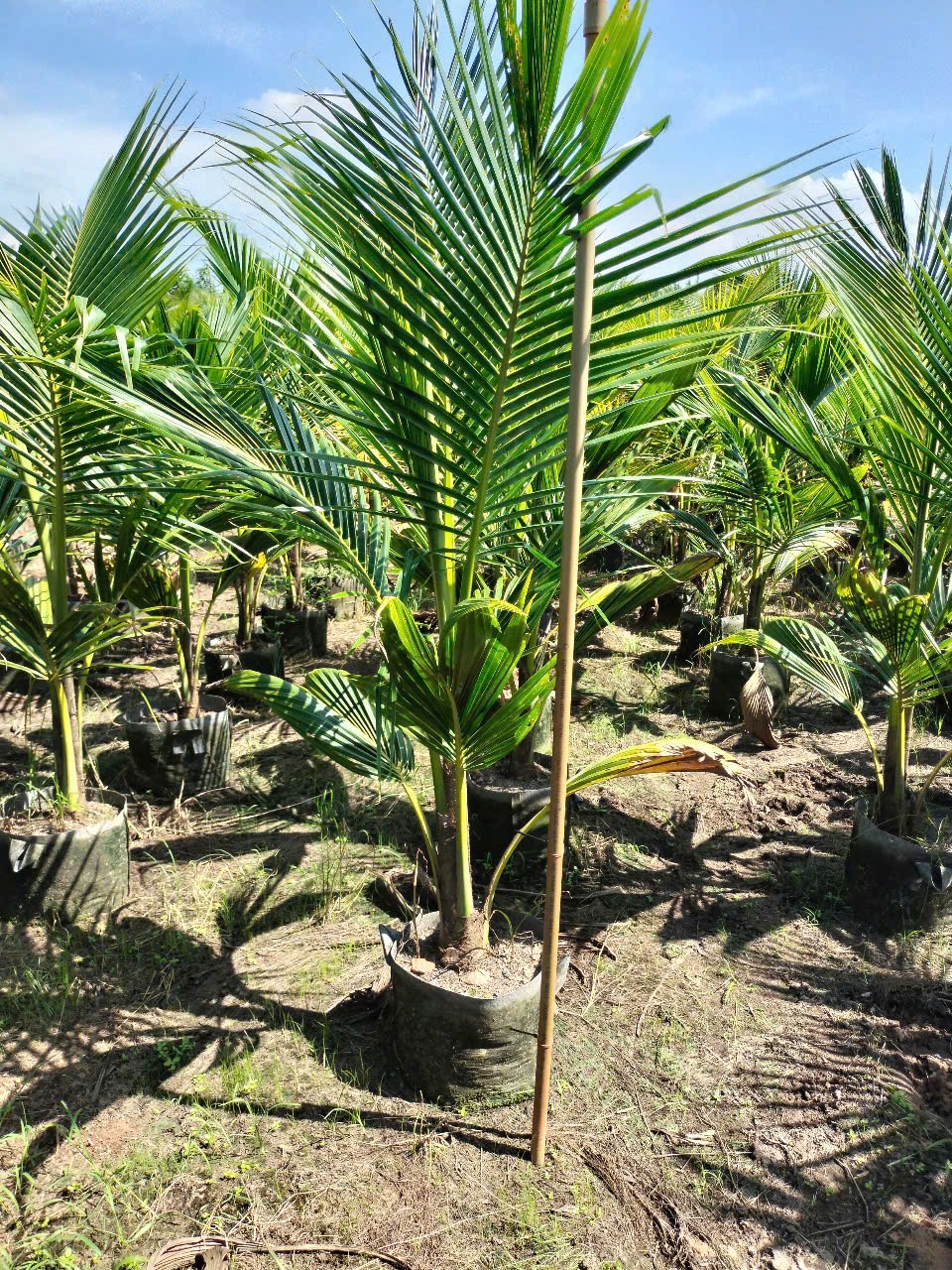 cây dừa xiêm lùn siêu trái