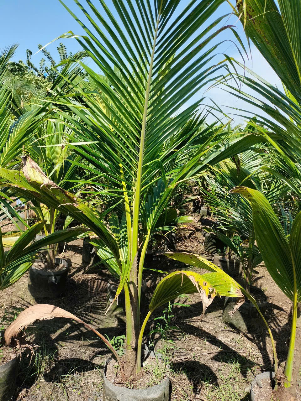 cây giống dừa xiêm lùn 