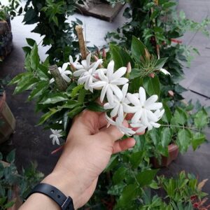 Cây Nguyệt Quế Leo hoa rất thơm