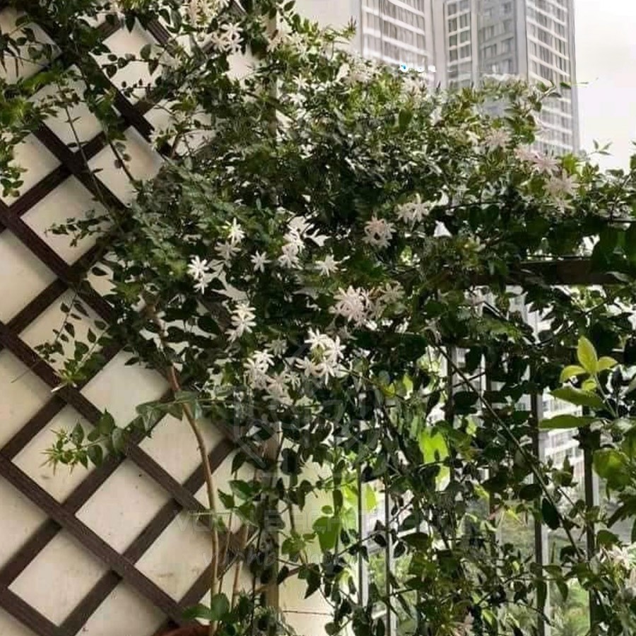 cây nguyệt quế leo cổng nhà