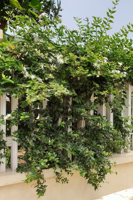 cây nguyệt quế leo trồng hàng rào quanh nhà