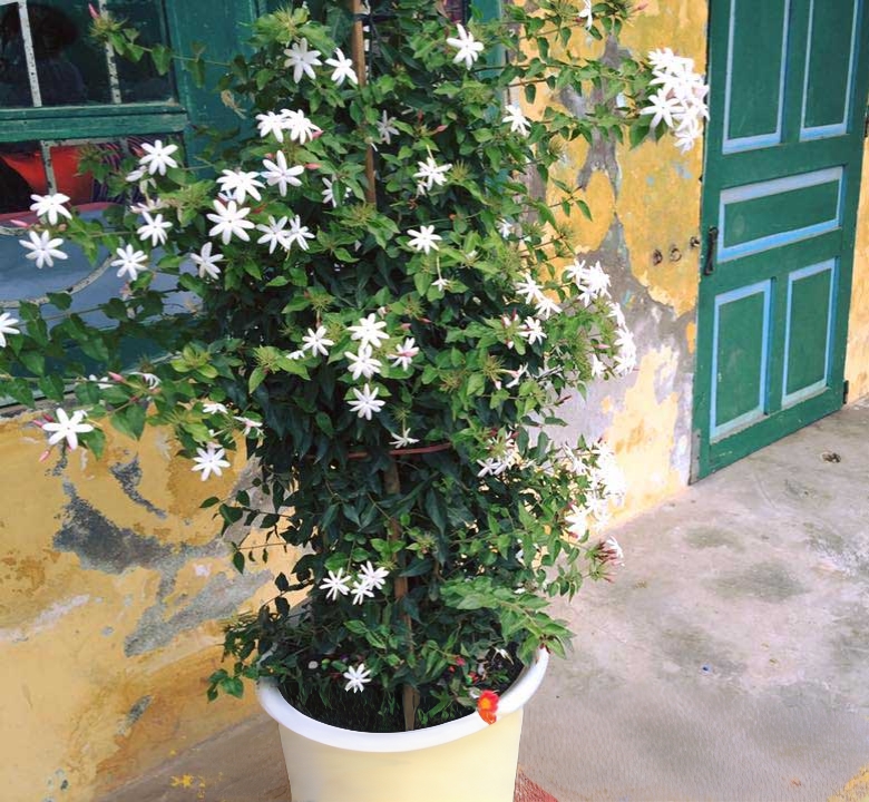 cây nguyệt quế leo trồng chậu