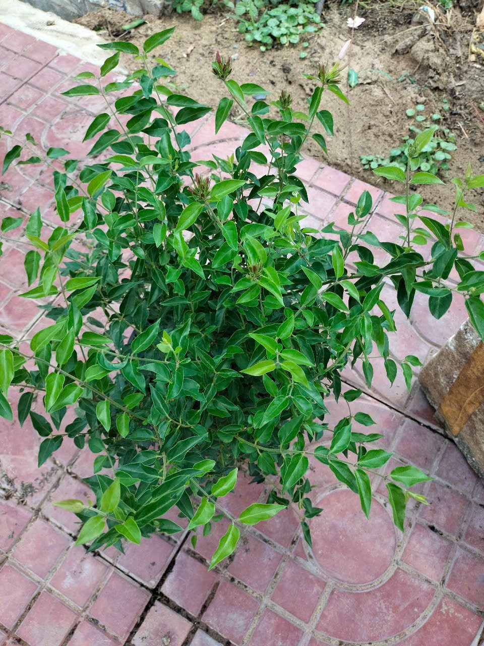 cây nguyệt quế leo giống khỏe mạnh tại tphcm