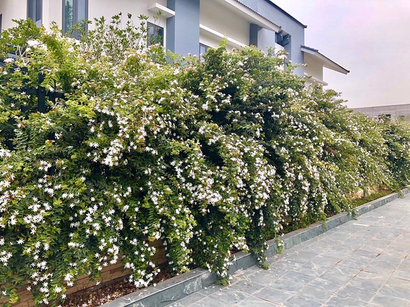 cây nguyệt quế leo trồng hàng rào