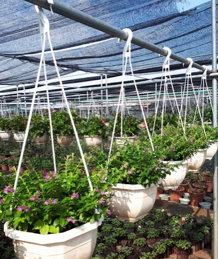 cây cẩm tú mai chậu trắng treo