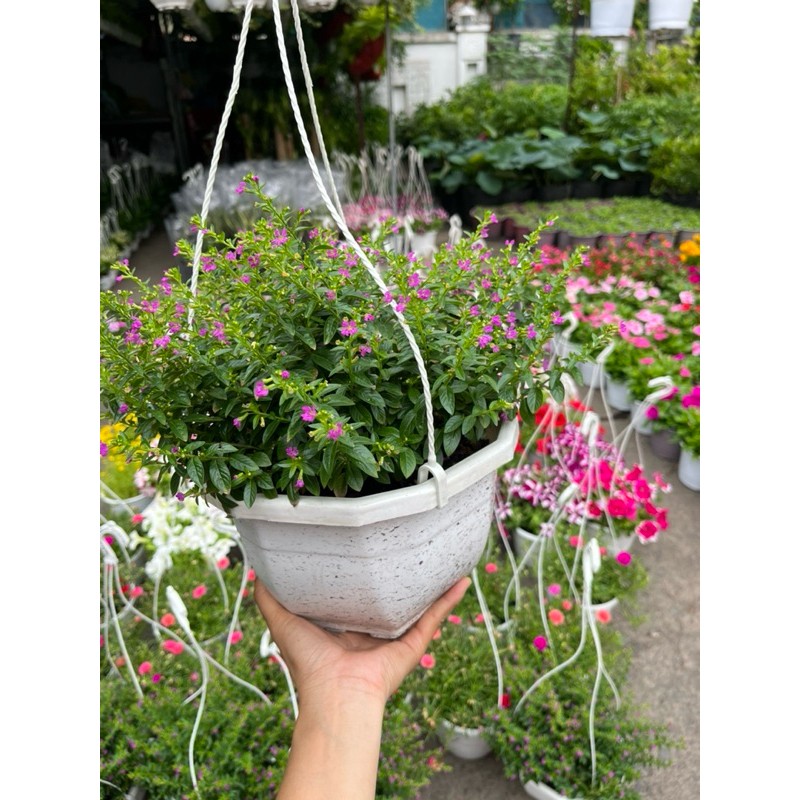 cây cẩm tú mai treo tại vườn gò vấp 