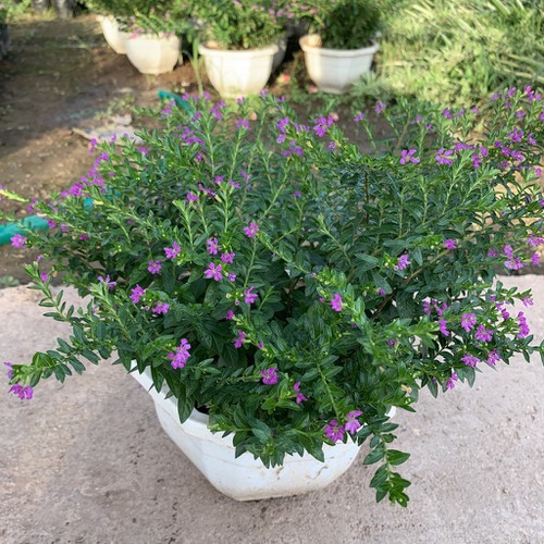 cây cẩm tú mai treo chậu nhựa trắng 