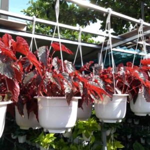 Cây Thu Hải Đường Chậu Trắng Treo