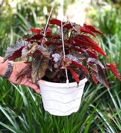 cây thu hải đường treo tại vườn tphcm