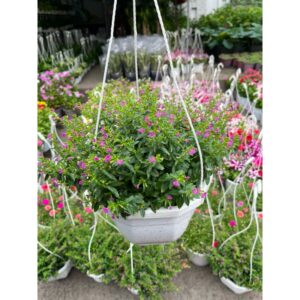 Cây Cẩm Tú Mai Treo Tại Vườn Tphcm