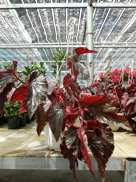 cây thu hải đường lá tại sài gòn