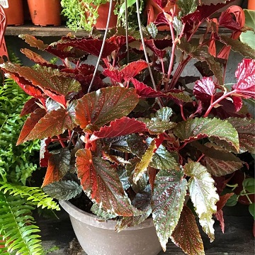 cây thu hải đưởng tại gò vấp