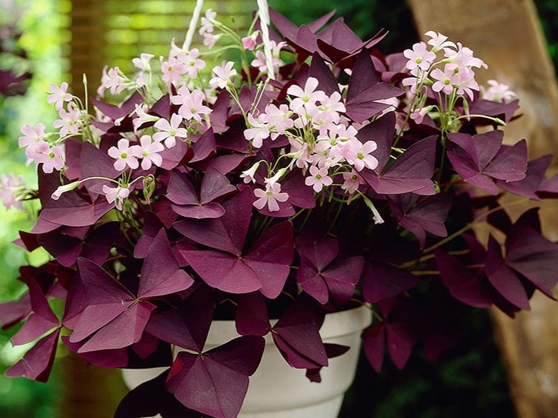 cây bướm đêm chậu treo tại vườn gò vấp