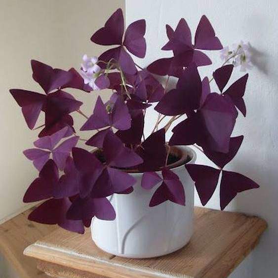 cây bướm đêm đẻ bàn