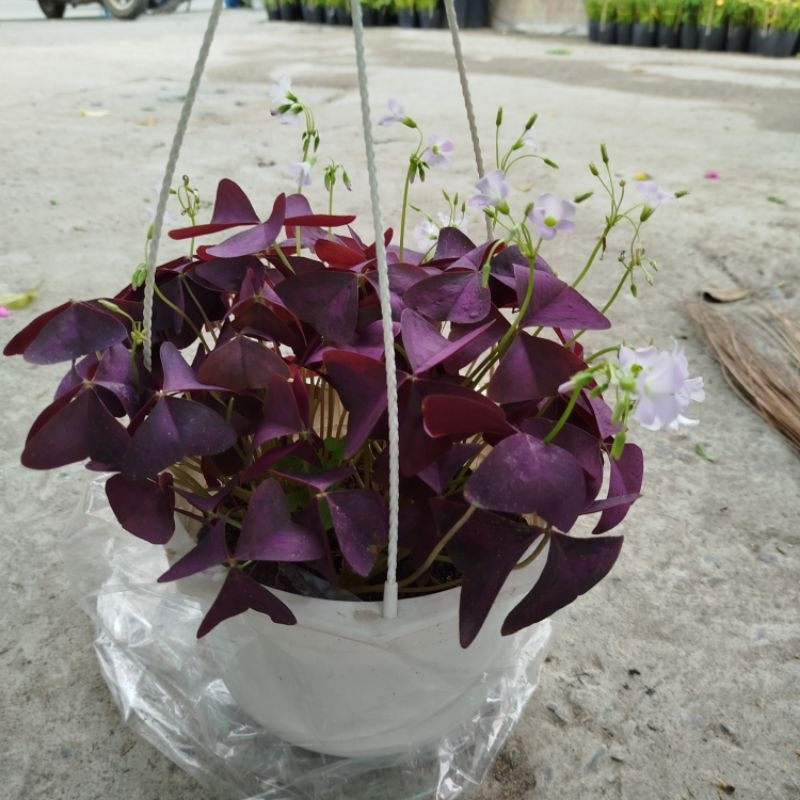 cây bướm đêm chậu nhựa trắng treo