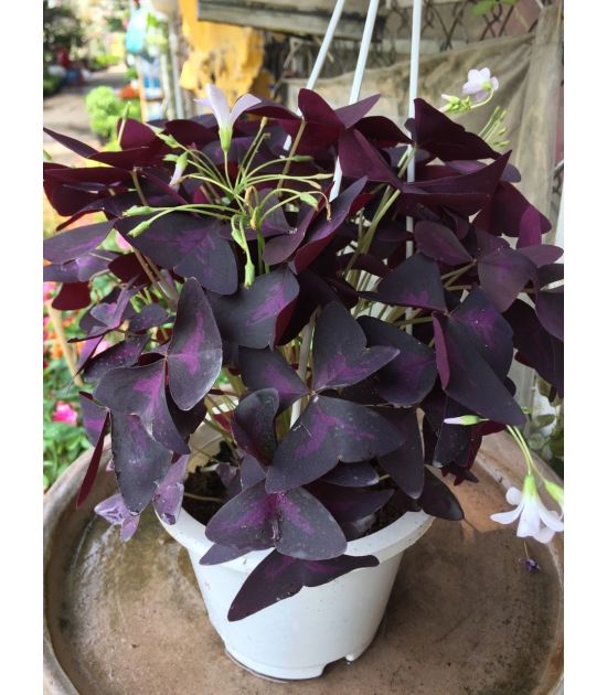 cây bướm đêm tại tphcm